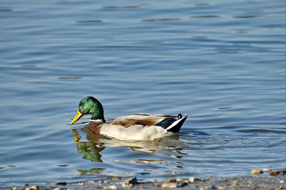 Colorful mallard swimming
