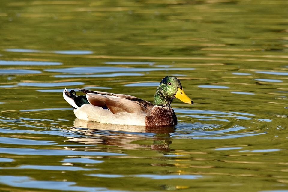Biology landscape mallard