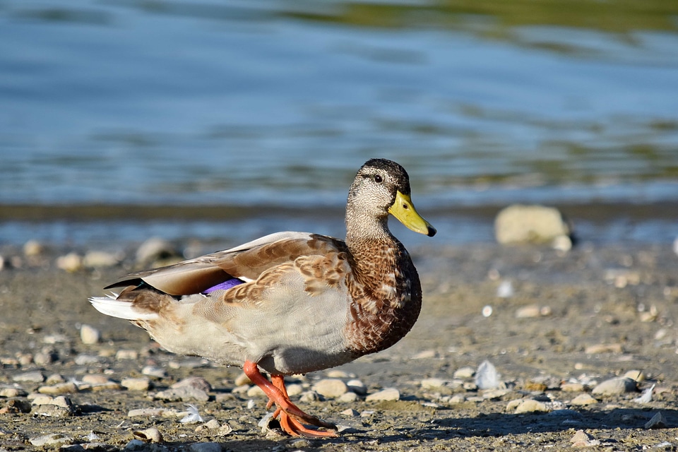 Avian head looking
