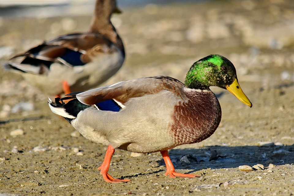 Beautiful colorful ducks
