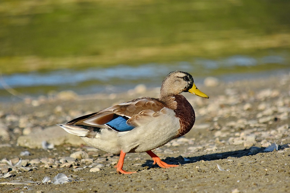 Beach mallard natural habitat