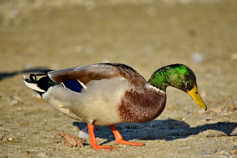 Animal beautiful photo biology