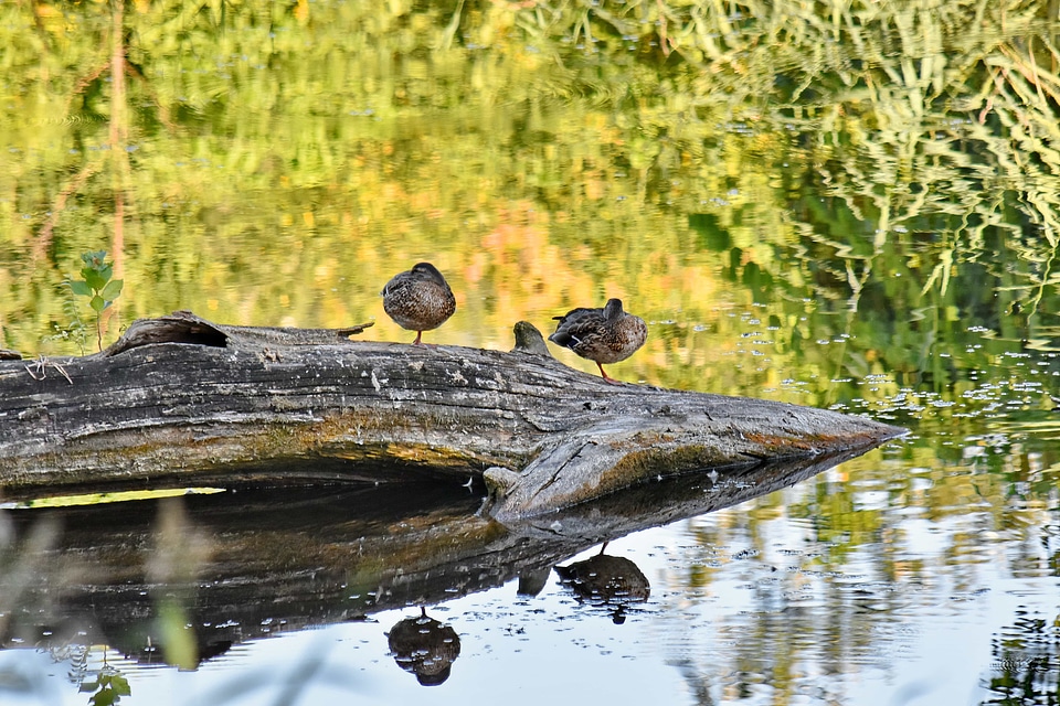 Ducks swamp wildlife