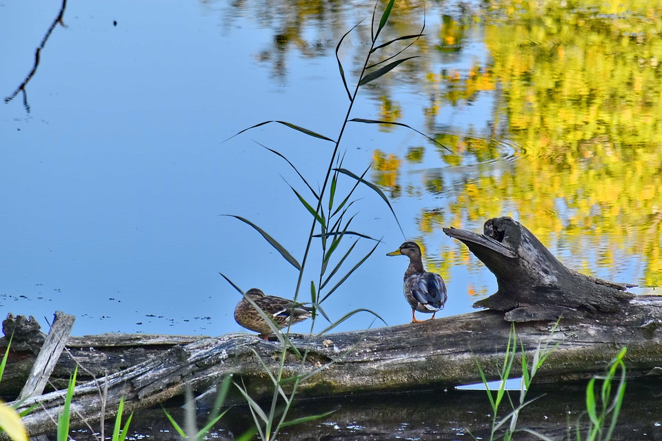 Ducks marshland natural habitat