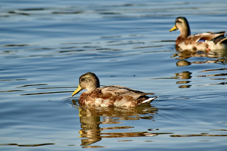 Reflection sunrays wildlife