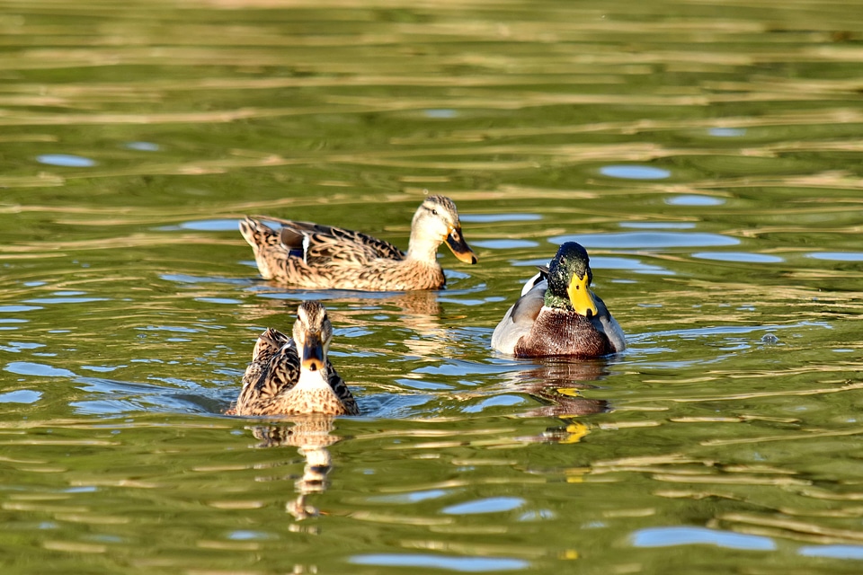Ducks flock summer season