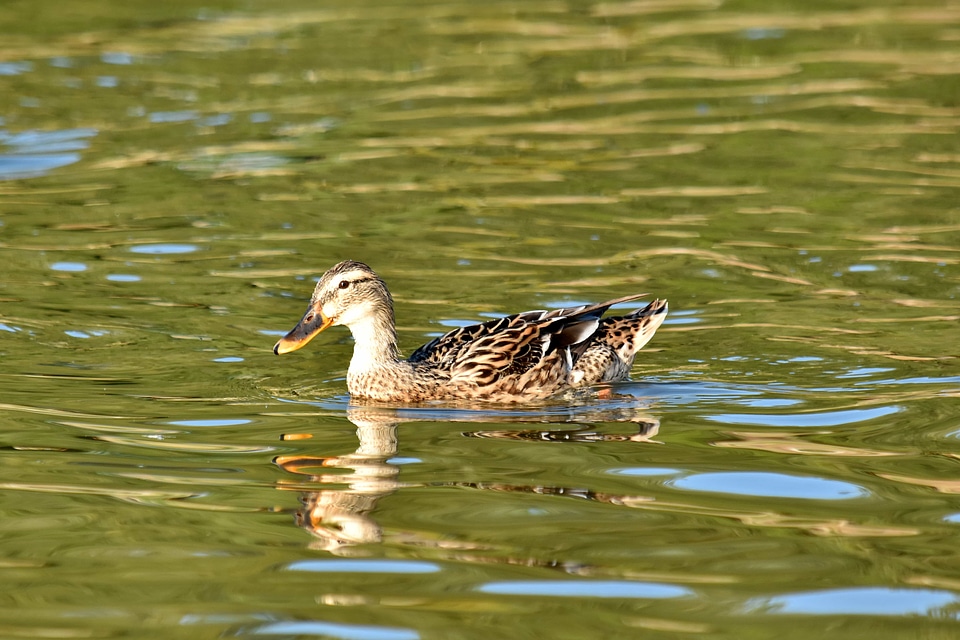 Duck natural habitat ornithology