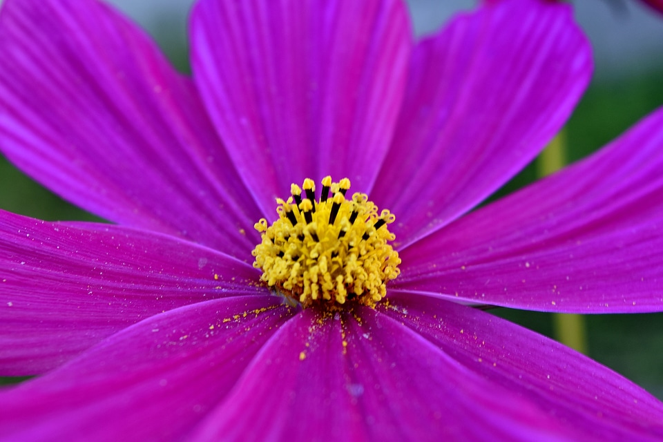 Nectar petals pink