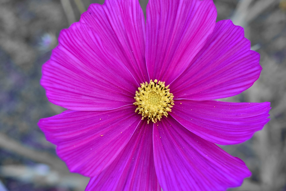 Botanic flowers horticulture