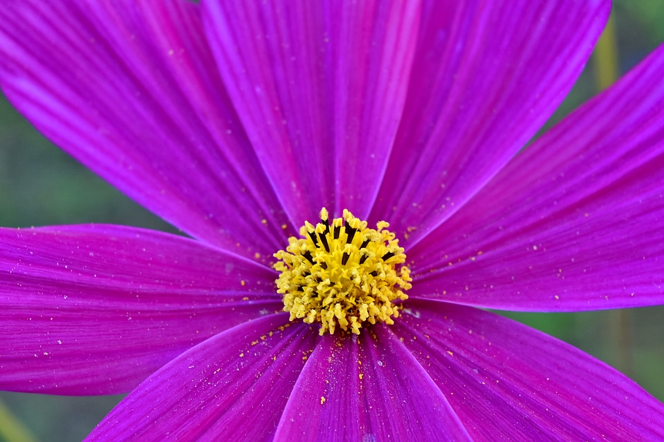 Botany detail flowers