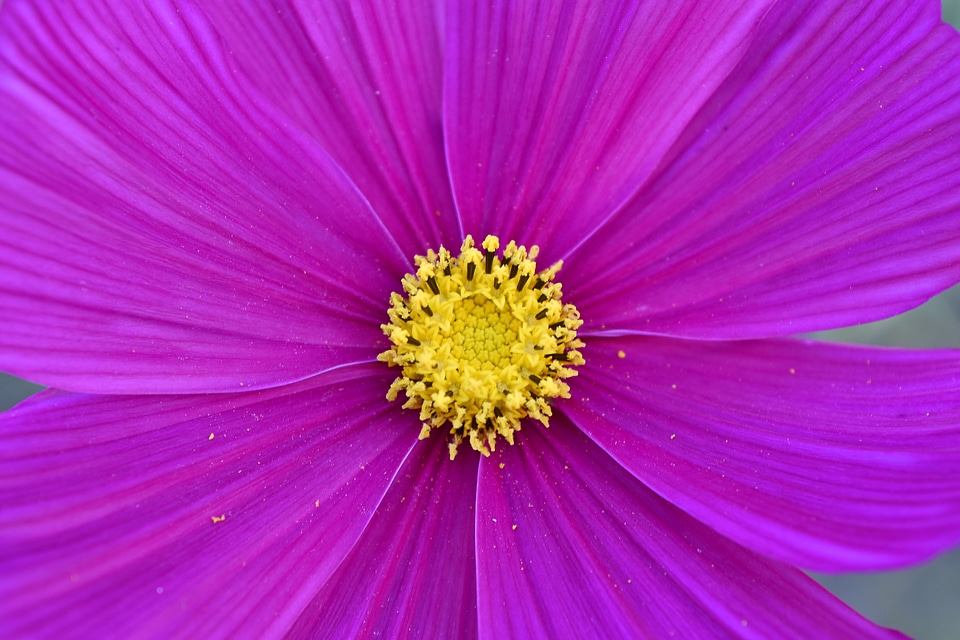 Detail horticulture macro