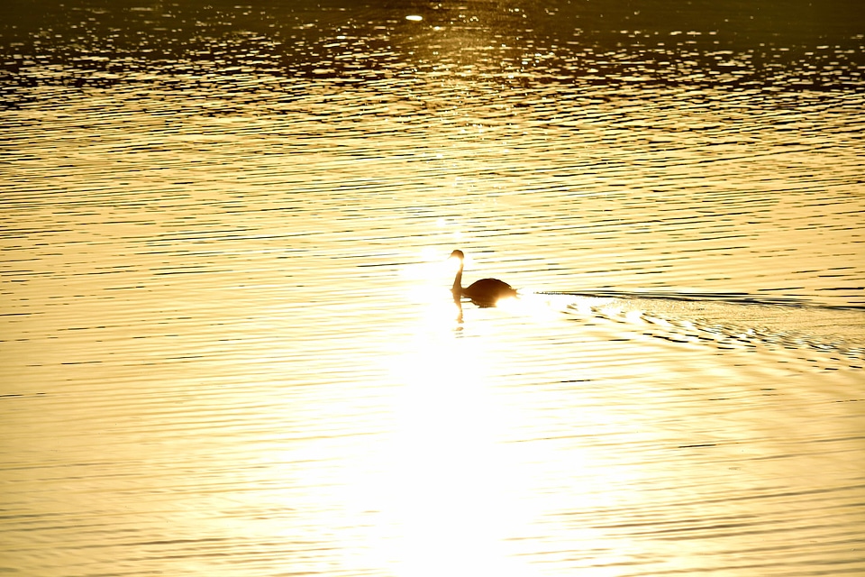 Calm golden glow shadow