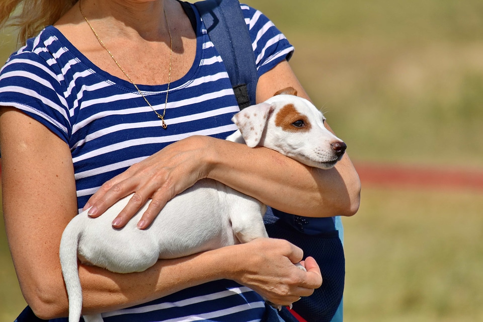 Adorable hound hunting dog