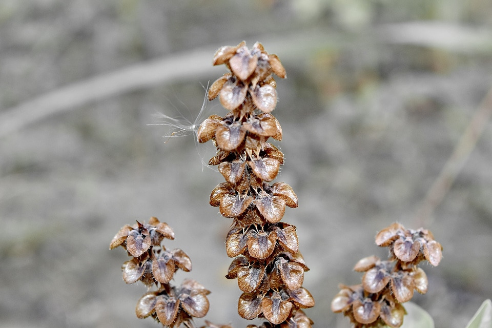Basil dry dry season