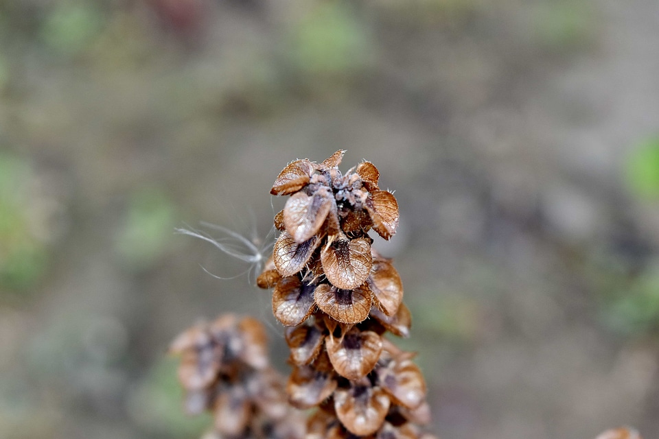 Basil close-up details photo