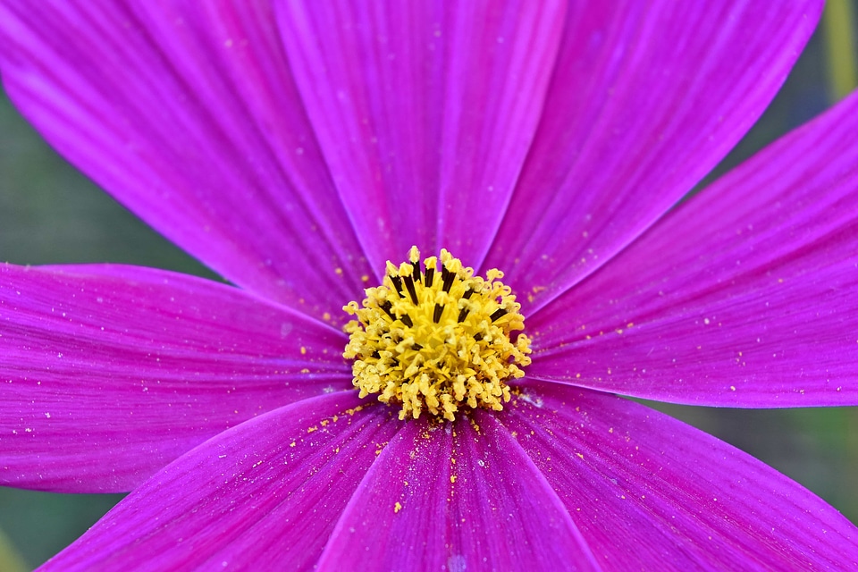 Macro pink pollen