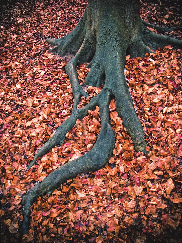 Autumn Season bark big