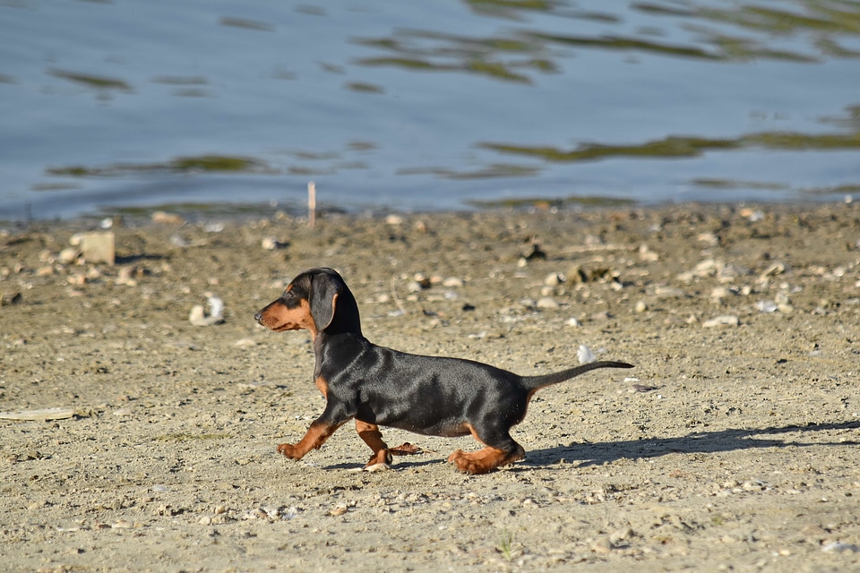 Adorable coastline pedigree