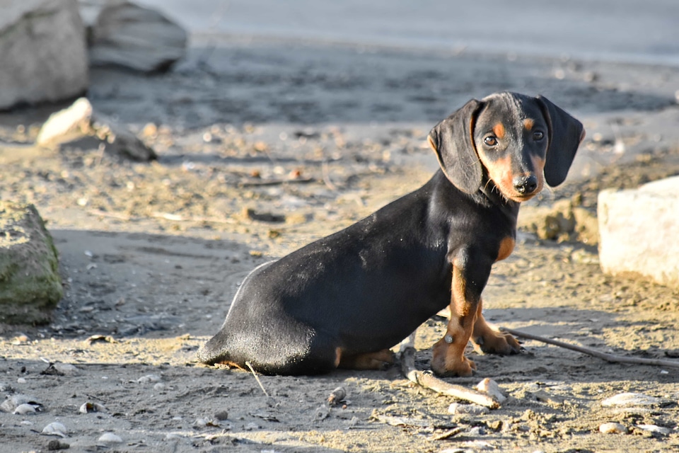 Adorable beach funny