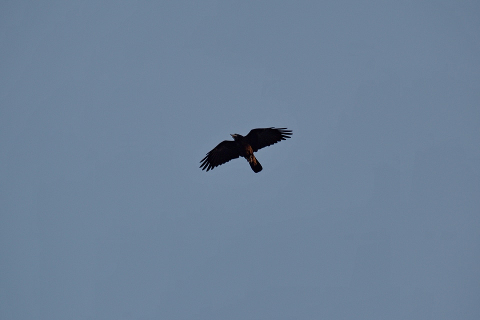 Blue Sky crow flying