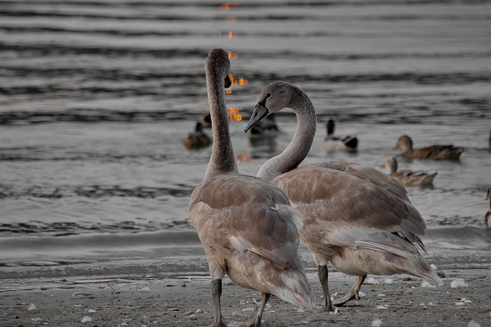 Aquatic Bird gray impressive