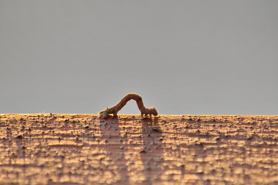 Insect larva light brown