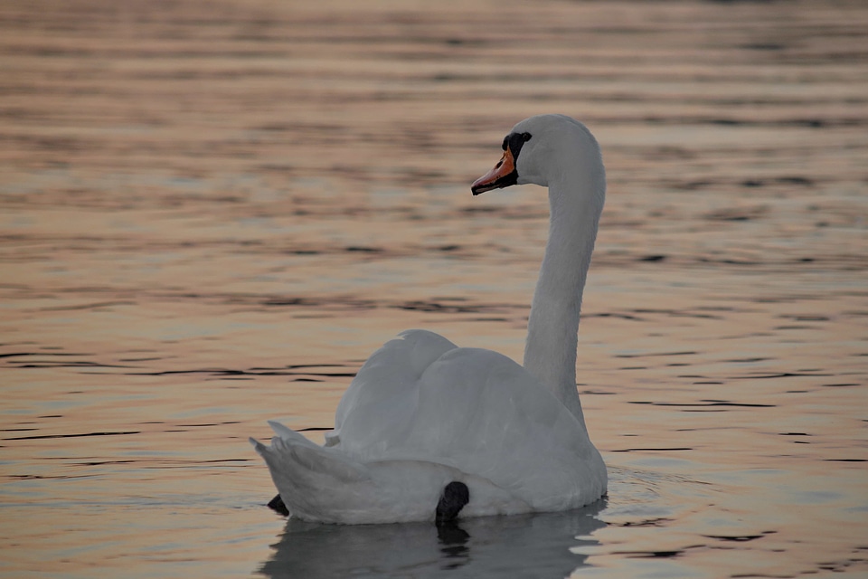 Beautiful Photo dusk grace