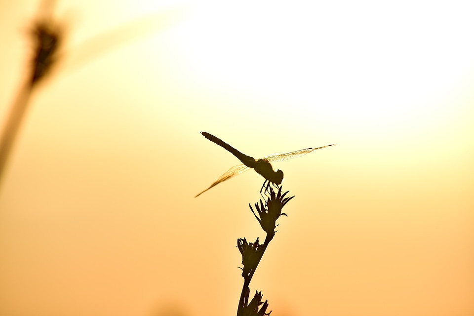 Dragonfly lacewing shadow