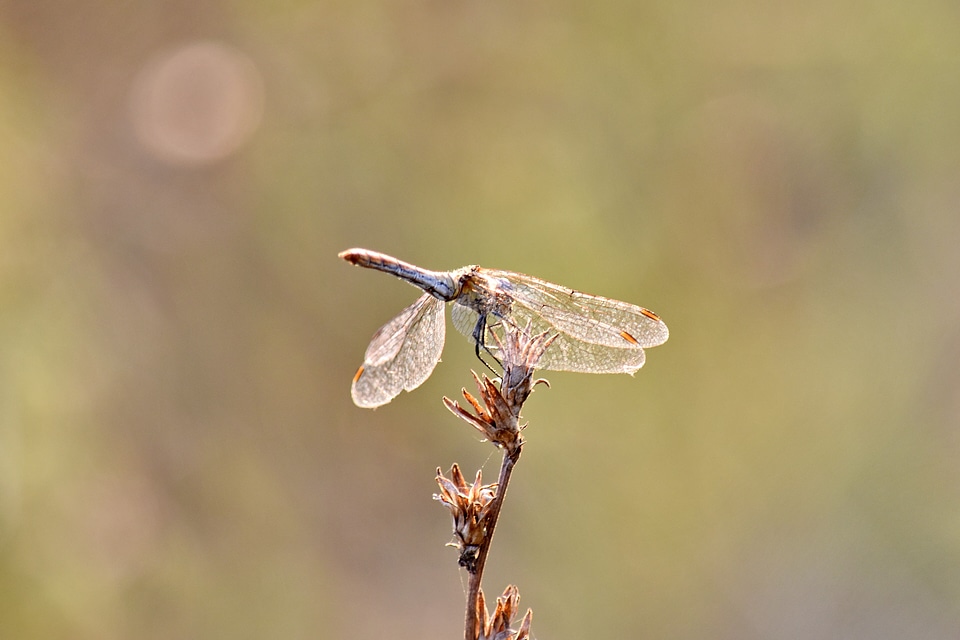 Dragonfly summer season sunrays
