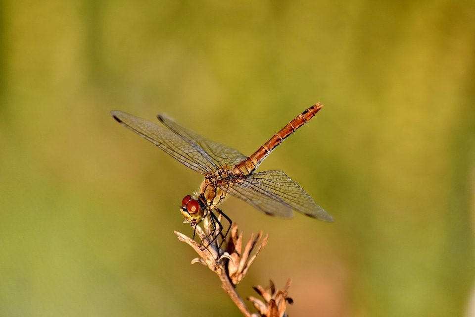 Dragonfly head legs