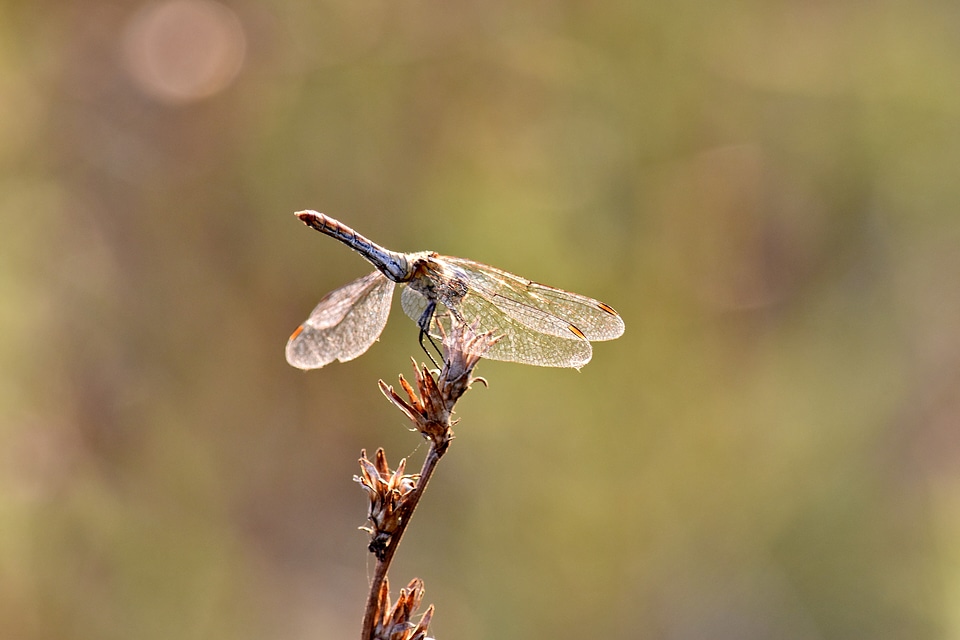 Beautiful Photo dragonfly lacewing