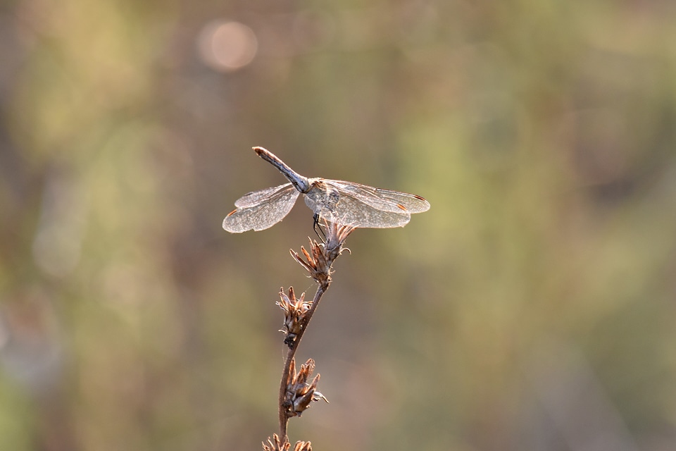 Beautiful Photo dragonfly lacewing