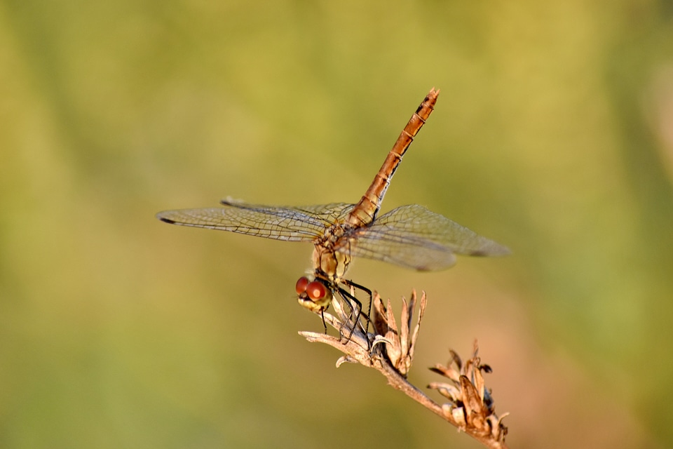 Animal beautiful photo biology