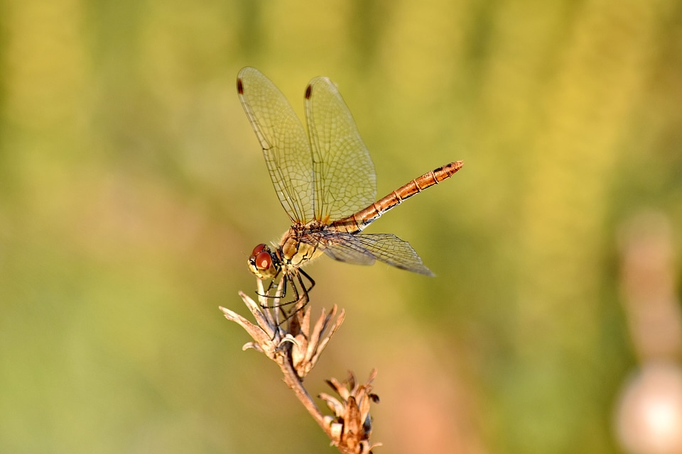 Beautiful Photo close-up dragonfly
