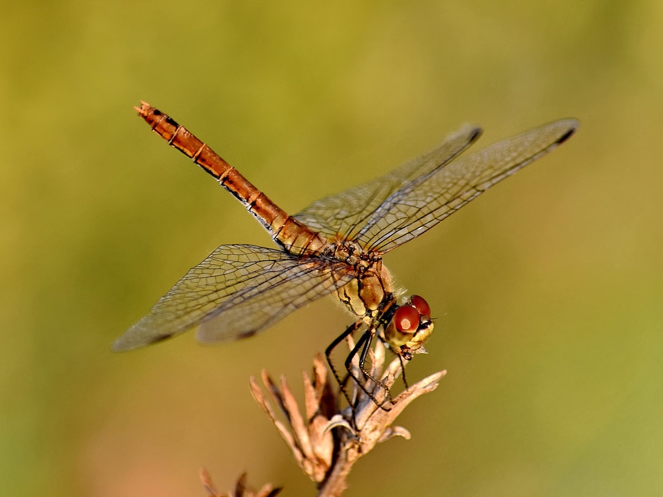 Beautiful Photo details dragonfly