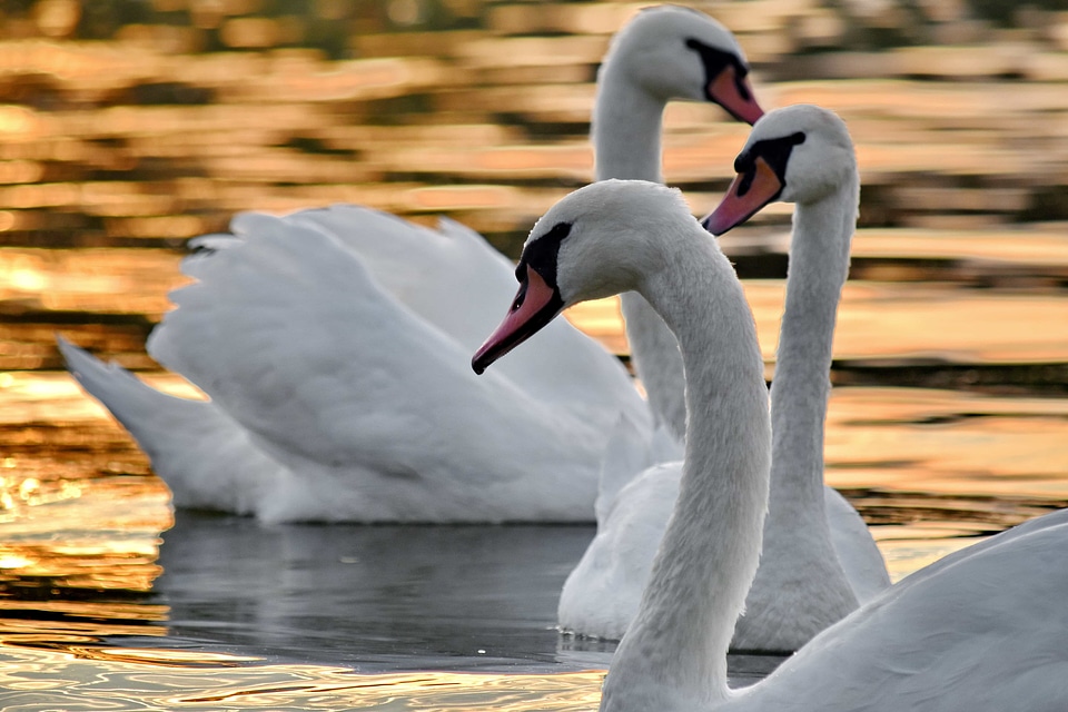 Elegant flock grace