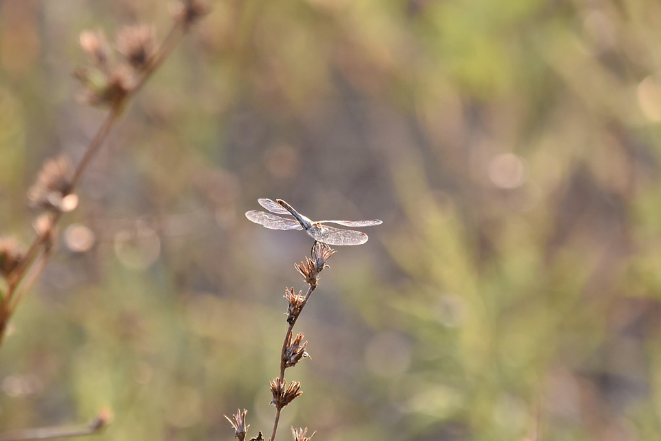 Dragonfly grass sunset