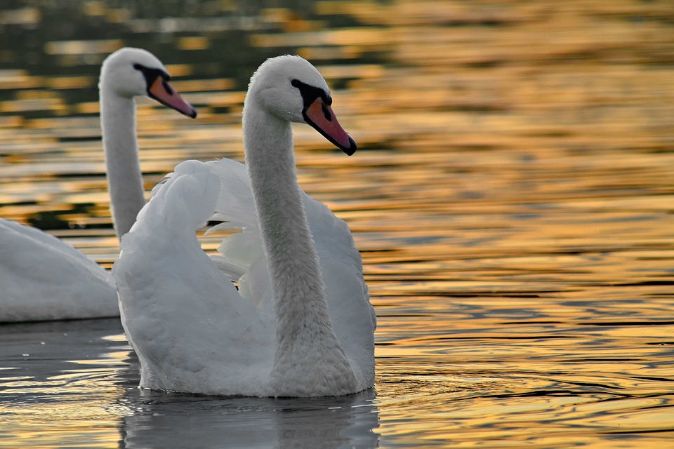 Flock sunset swan