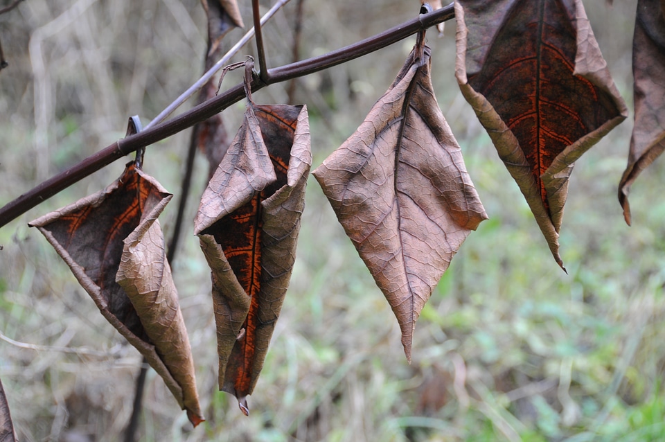 Autumn winter autumn mood