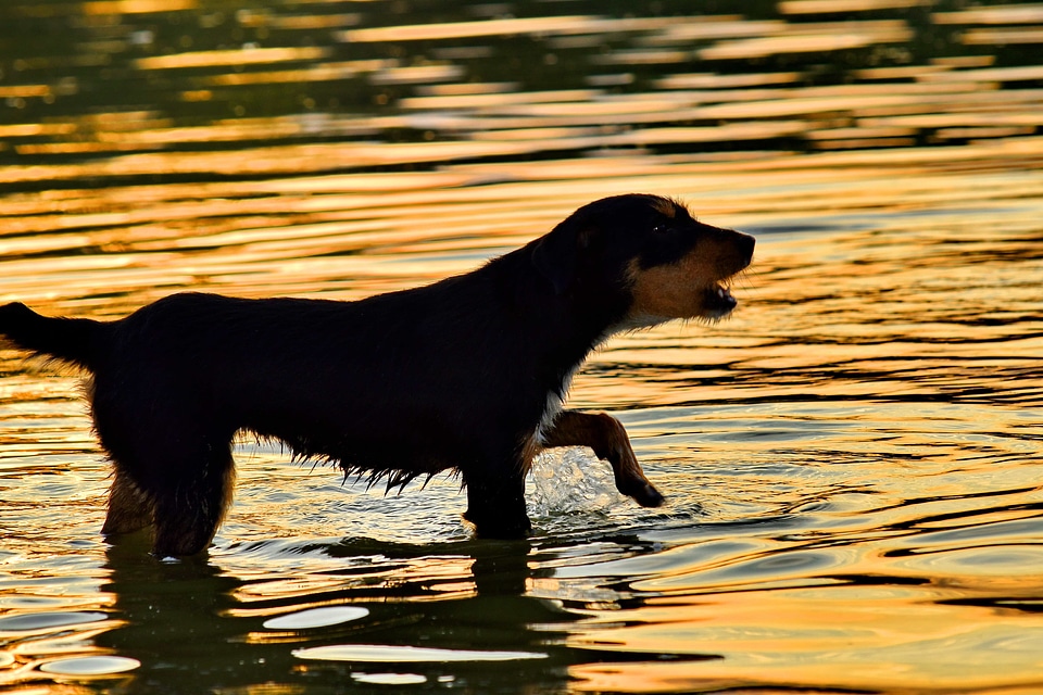 Purebred sunset water