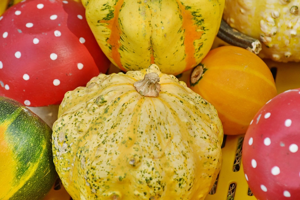 Produce squash autumn