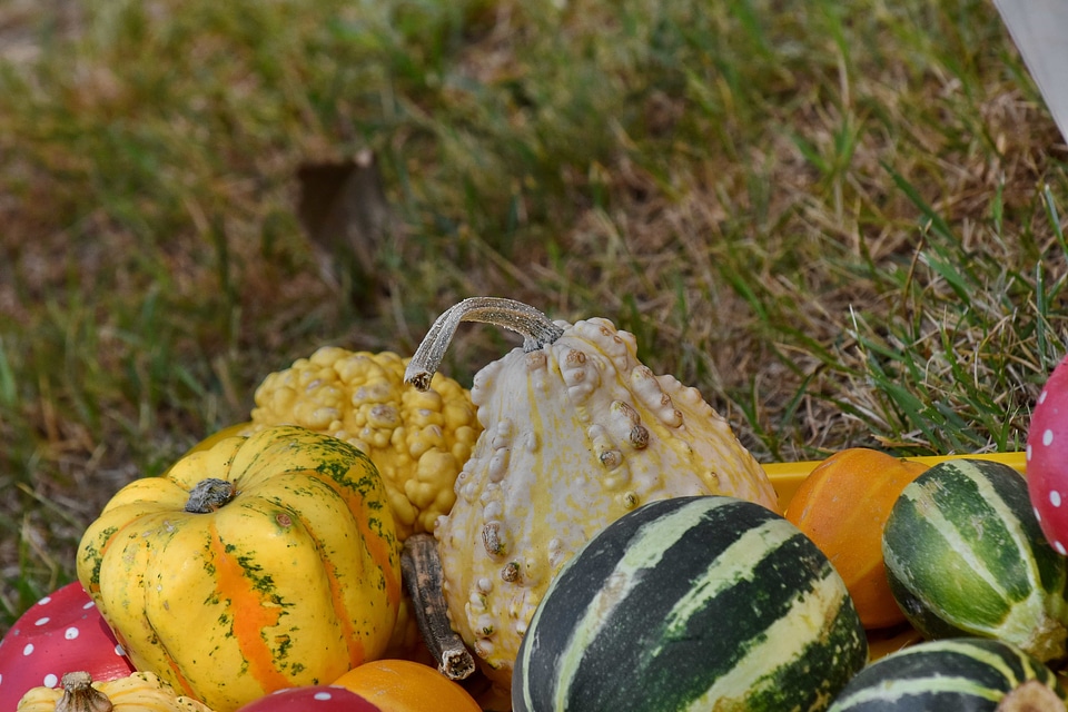 Pumpkin squash food