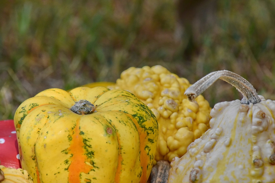 Close-Up colorful pumpkin