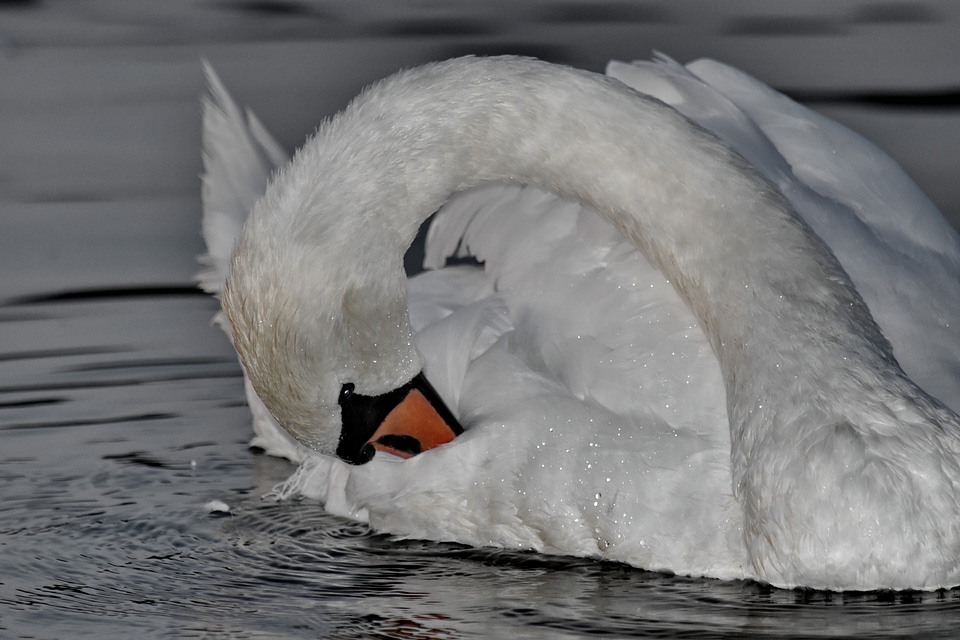 Beautiful feather head