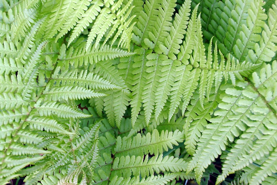 Plant structure leaves
