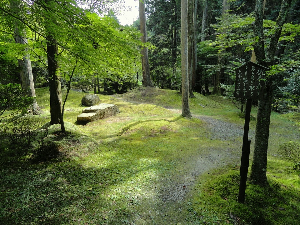 Trees woods scenic