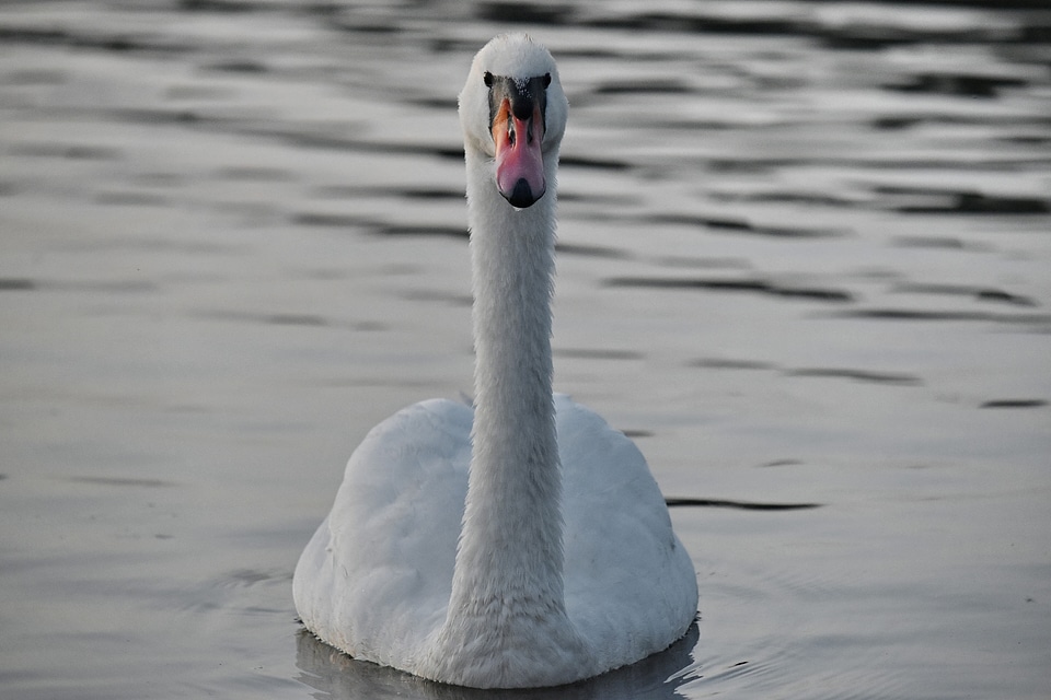 Evening swan waterfowl
