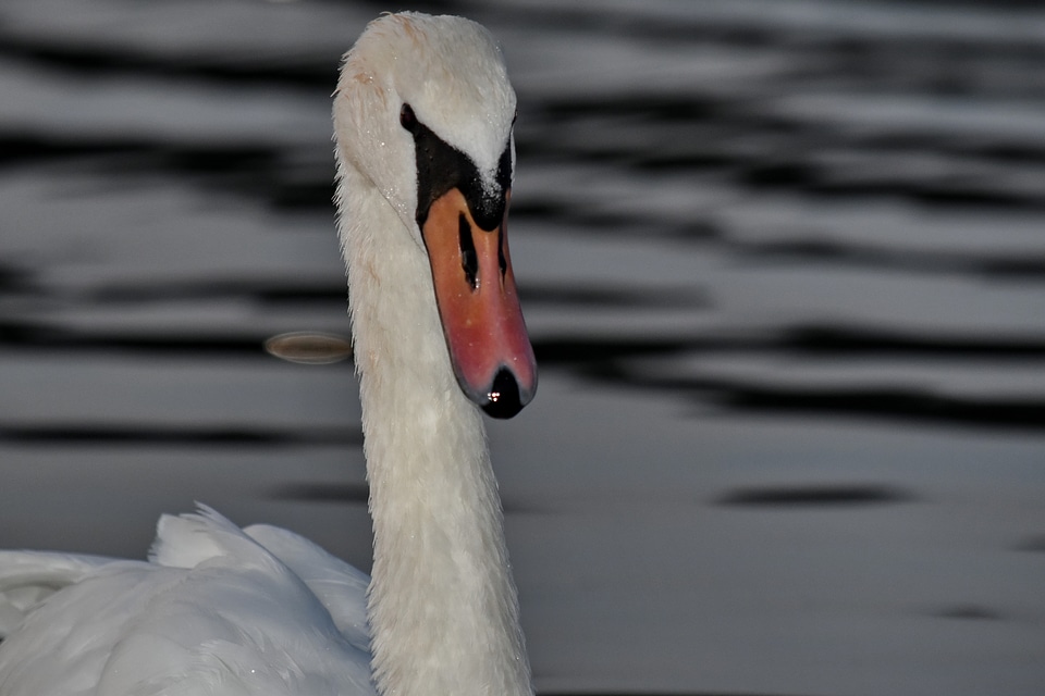 Neck river young