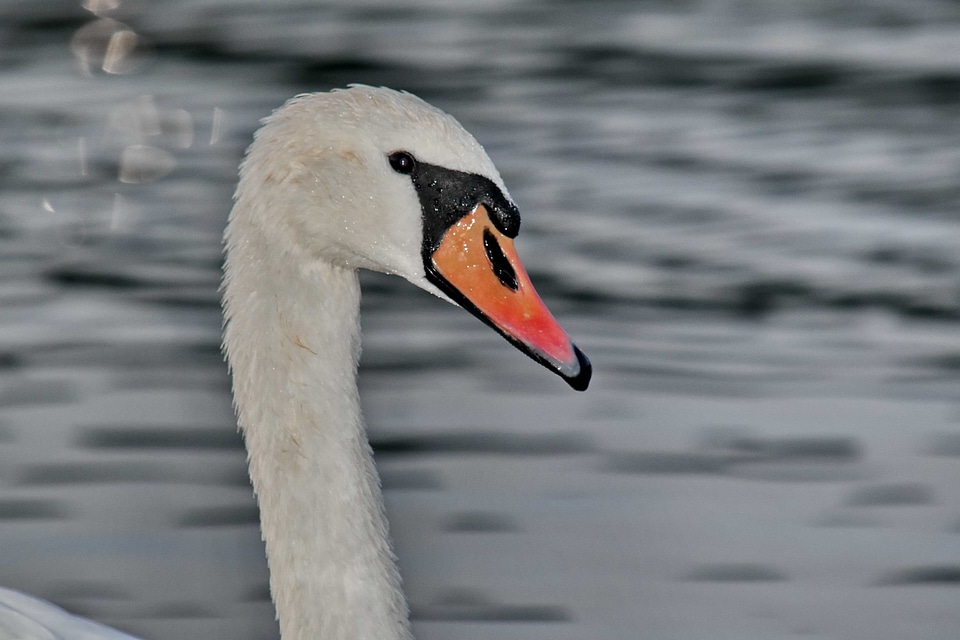 Close-Up head portrait photo