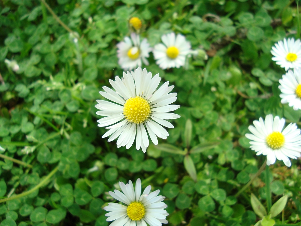 Lawn green spring photo